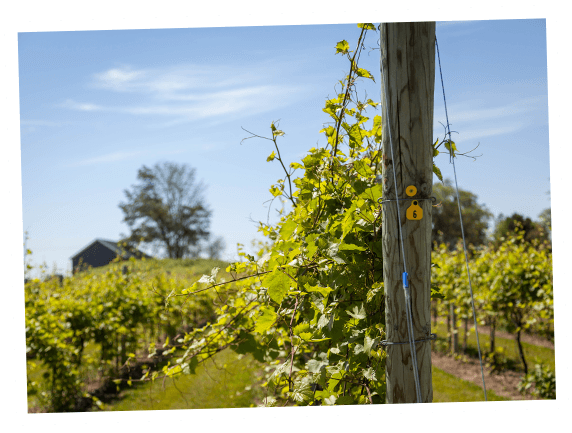 door-county-wine-tours-v2